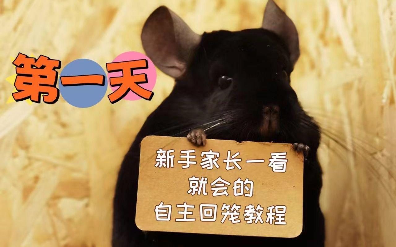 如何訓(xùn)練龍貓回籠？，如何讓龍貓乖乖回籠子嗶哩嗶哩嗶哩嗶哩嗶哩嗶哩必看