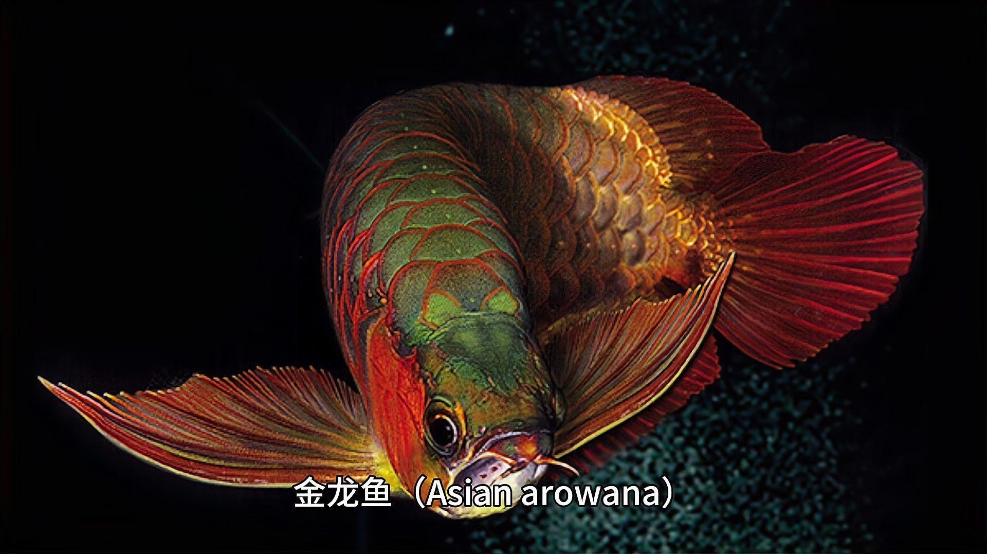 如何為過背金龍增色？，如何為過背金龍增色