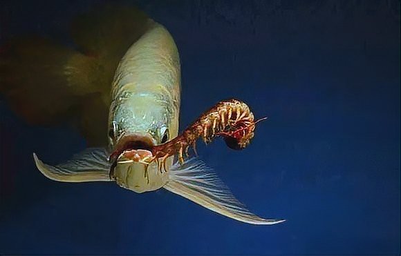 如何判斷龍魚是否需要喂蜈蚣？，如何判斷龍魚是否需要喂蜈蚣，龍魚喂蜈蚣是否可行