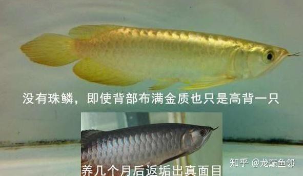 如何區分不同品種的過背金龍魚？，如何區分過背金龍魚 如何區分不同品種的過背金龍魚？，如何區分過背金龍魚 龍魚論壇 第4張