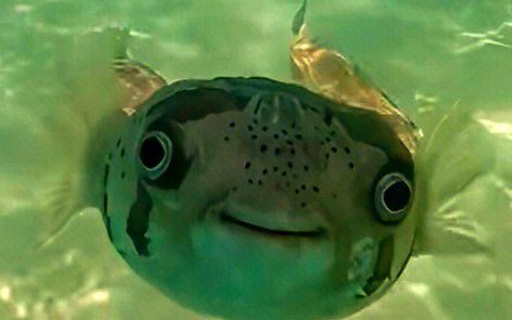 西安魚缸店，西安最大水族商店——水晶宮水族藝術館