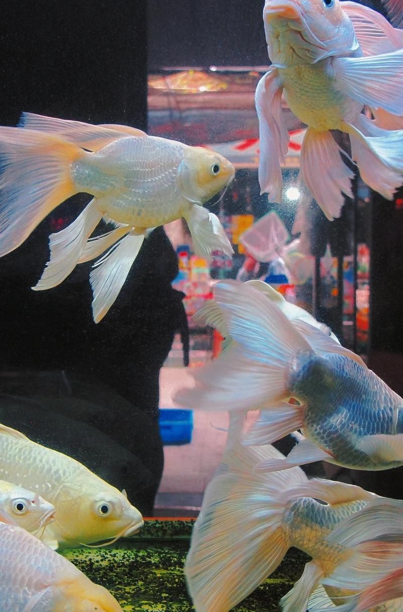 鎮江魚缸店，丹陽鎮江魚缸店綜合信息整理咪兔starlet吃呵玩