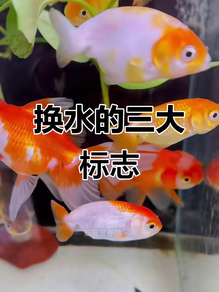 如何判斷金龍魚是否需要換水？，如何判斷金龍魚是否需要換水