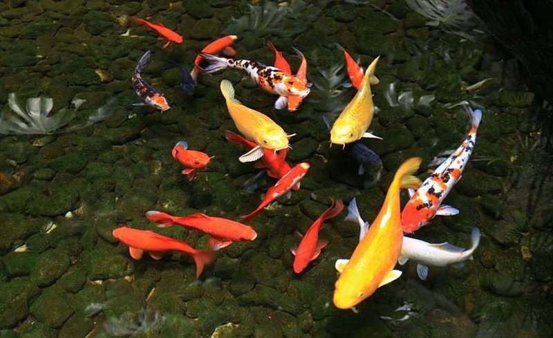 一米魚缸養幾條錦鯉，《一米魚缸養成年錦鯉》一米魚缸飼養數字偏好111條
