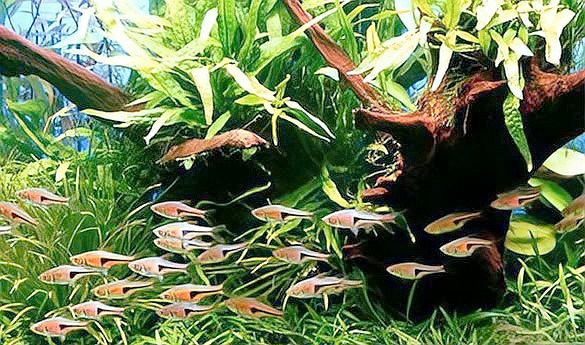 一米魚缸養幾條錦鯉，《一米魚缸養成年錦鯉》一米魚缸飼養數字偏好111條