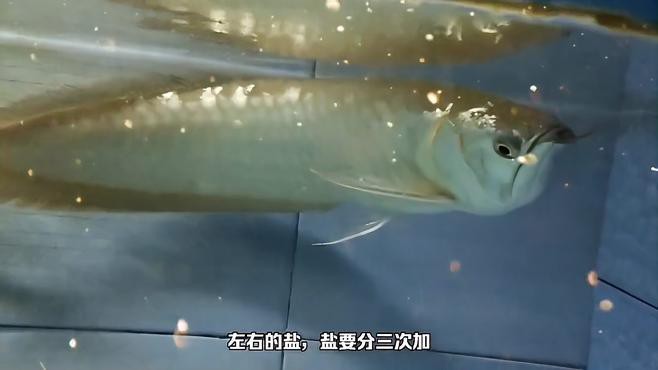 如何預防龍魚再次燒尾？，多日不換水，小心龍魚燒尾、掉尾怎么辦 如何預防龍魚再次燒尾？，多日不換水，小心龍魚燒尾、掉尾怎么辦 龍魚論壇 第6張