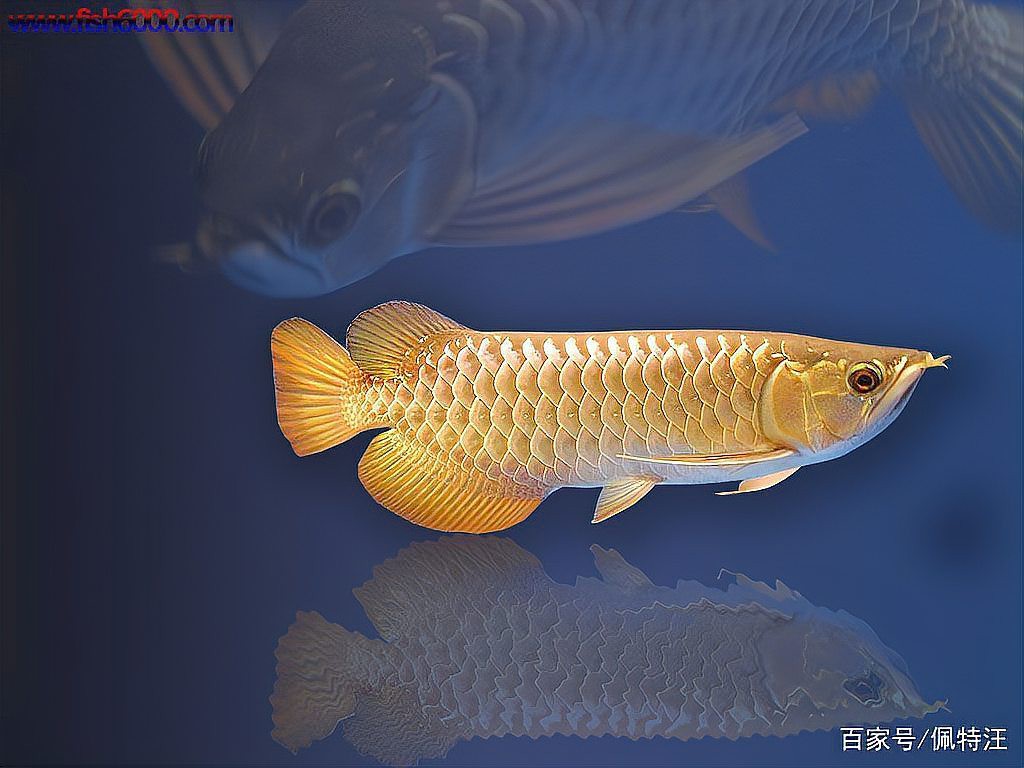 如何判斷紅龍魚和金龍魚的品質？，如何判斷紅龍魚和金龍魚的品質，龍魚進階:學了這三招