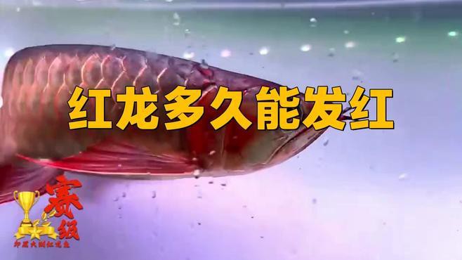 如何判斷紅龍魚是否開始發(fā)色？，嗶哩嗶哩紅龍多久能發(fā)紅revo重塑設計