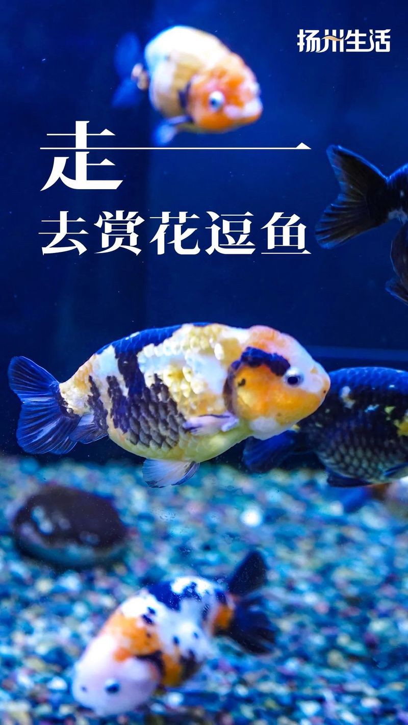 揚州水族店，揚州水族市場哪家口碑最好