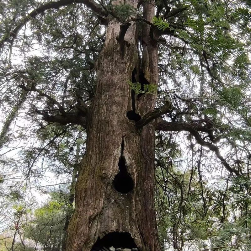 大理白族自治州龍魚店，大理市灣橋鎮闞生銅鱒龍魚村 大理白族自治州龍魚店，大理市灣橋鎮闞生銅鱒龍魚村 全國水族館企業名錄 第7張