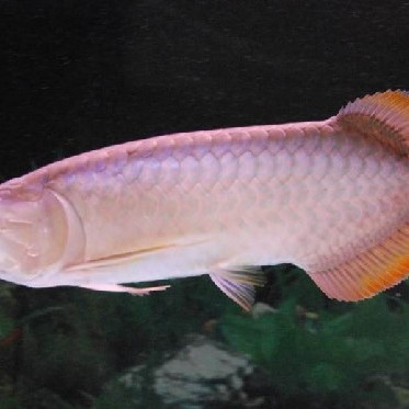 號半龍魚可以長多大？，半龍魚體型極限揭秘每月200元養(yǎng)出“金盔紅甲”的保姆級指南 號半龍魚可以長多大？，半龍魚體型極限揭秘每月200元養(yǎng)出“金盔紅甲”的保姆級指南 龍魚百科 第2張