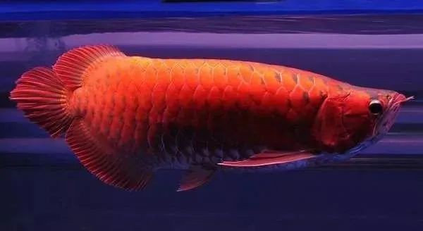 號半龍魚可以長多大？，半龍魚體型極限揭秘每月200元養(yǎng)出“金盔紅甲”的保姆級指南 號半龍魚可以長多大？，半龍魚體型極限揭秘每月200元養(yǎng)出“金盔紅甲”的保姆級指南 龍魚百科 第7張