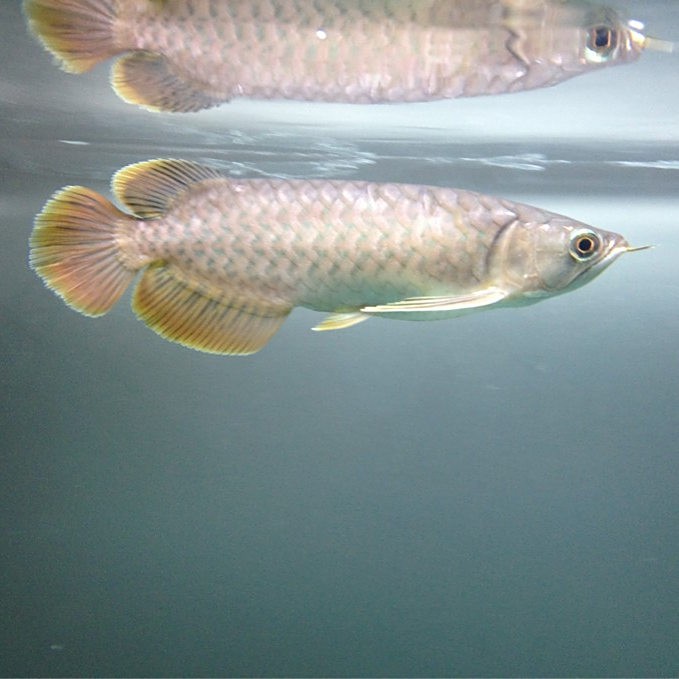 號半龍魚可以長多大？，半龍魚體型極限揭秘每月200元養(yǎng)出“金盔紅甲”的保姆級指南 號半龍魚可以長多大？，半龍魚體型極限揭秘每月200元養(yǎng)出“金盔紅甲”的保姆級指南 龍魚百科 第5張