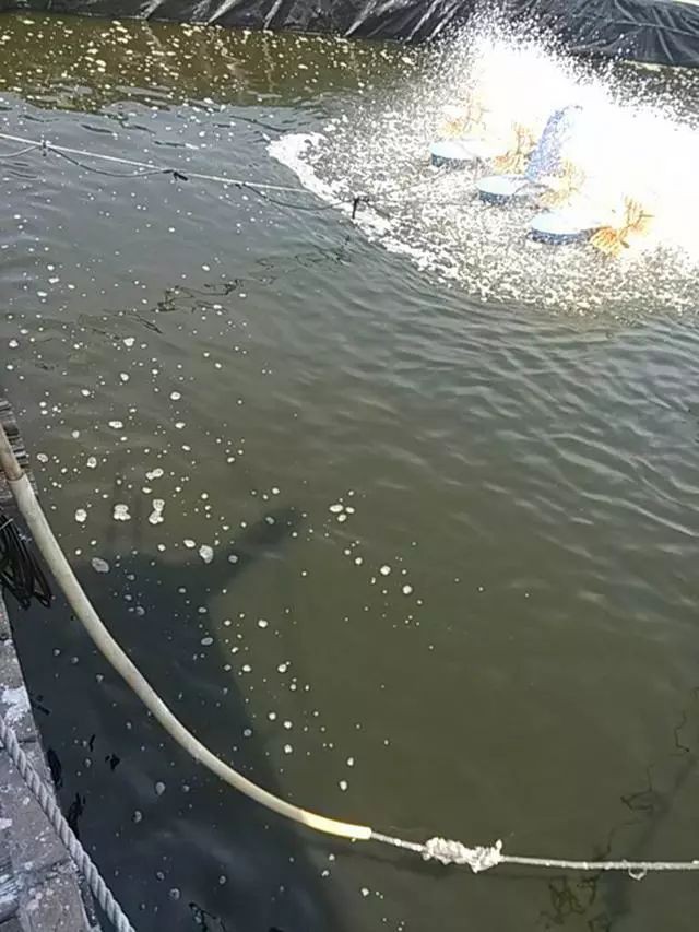 浮頭下鹽最簡單三個步驟，水產前沿魚缸亞硝酸鹽超標怎么辦魚缸亞硝酸鹽超標怎么辦 浮頭下鹽最簡單三個步驟，水產前沿魚缸亞硝酸鹽超標怎么辦魚缸亞硝酸鹽超標怎么辦 龍魚百科 第8張