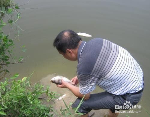 浮頭下鹽最簡單三個步驟，水產前沿魚缸亞硝酸鹽超標怎么辦魚缸亞硝酸鹽超標怎么辦 浮頭下鹽最簡單三個步驟，水產前沿魚缸亞硝酸鹽超標怎么辦魚缸亞硝酸鹽超標怎么辦 龍魚百科 第1張