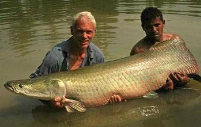 哥倫比亞巨暴牙魚一米以上，世界十大巨型魚類大搜羅,科學養魚