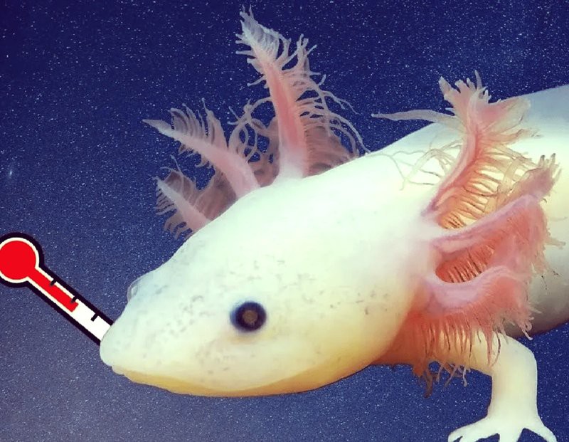 如何判斷小火龍蠑螈是否健康？，判斷小火龍蠑螈是否健康需綜合因素