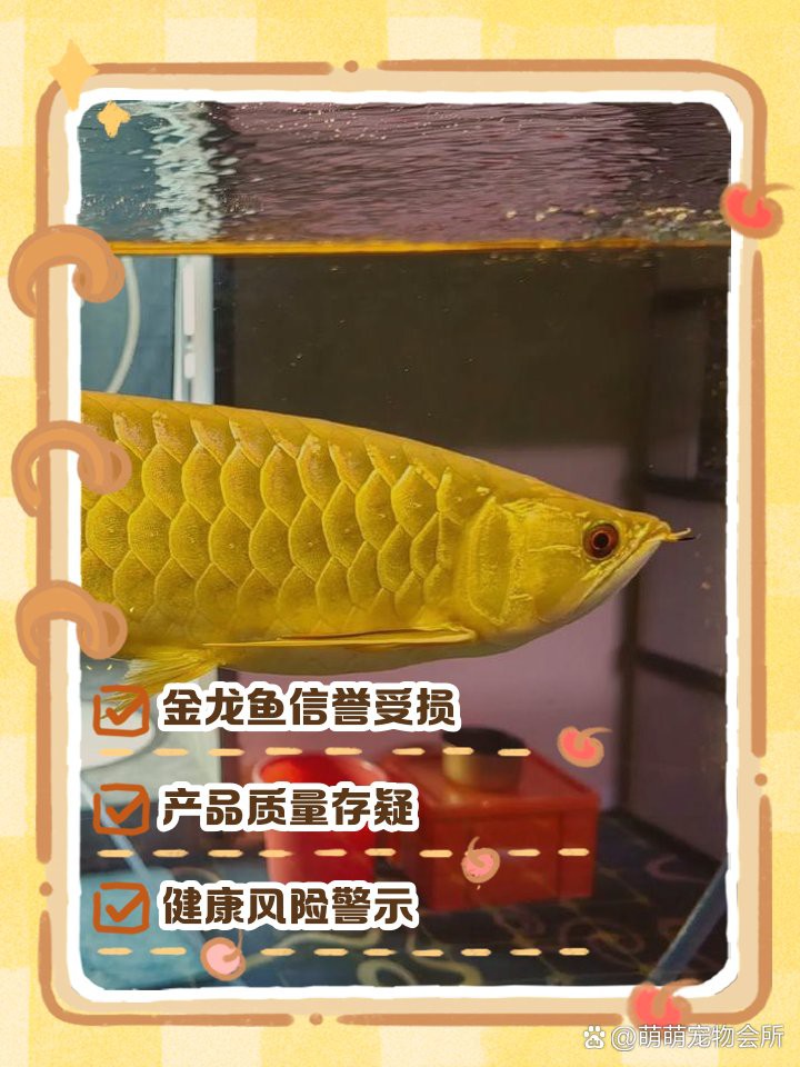 哪種金龍魚飼料性價比最高？，仟湖ofg2龍魚專用飼料大揭秘金龍魚飼料大揭秘