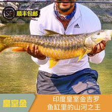 哪里可以購(gòu)買(mǎi)到純種金頭過(guò)背金龍魚(yú)？，純種金頭過(guò)背金龍魚(yú)價(jià)格從千元到上萬(wàn)不等