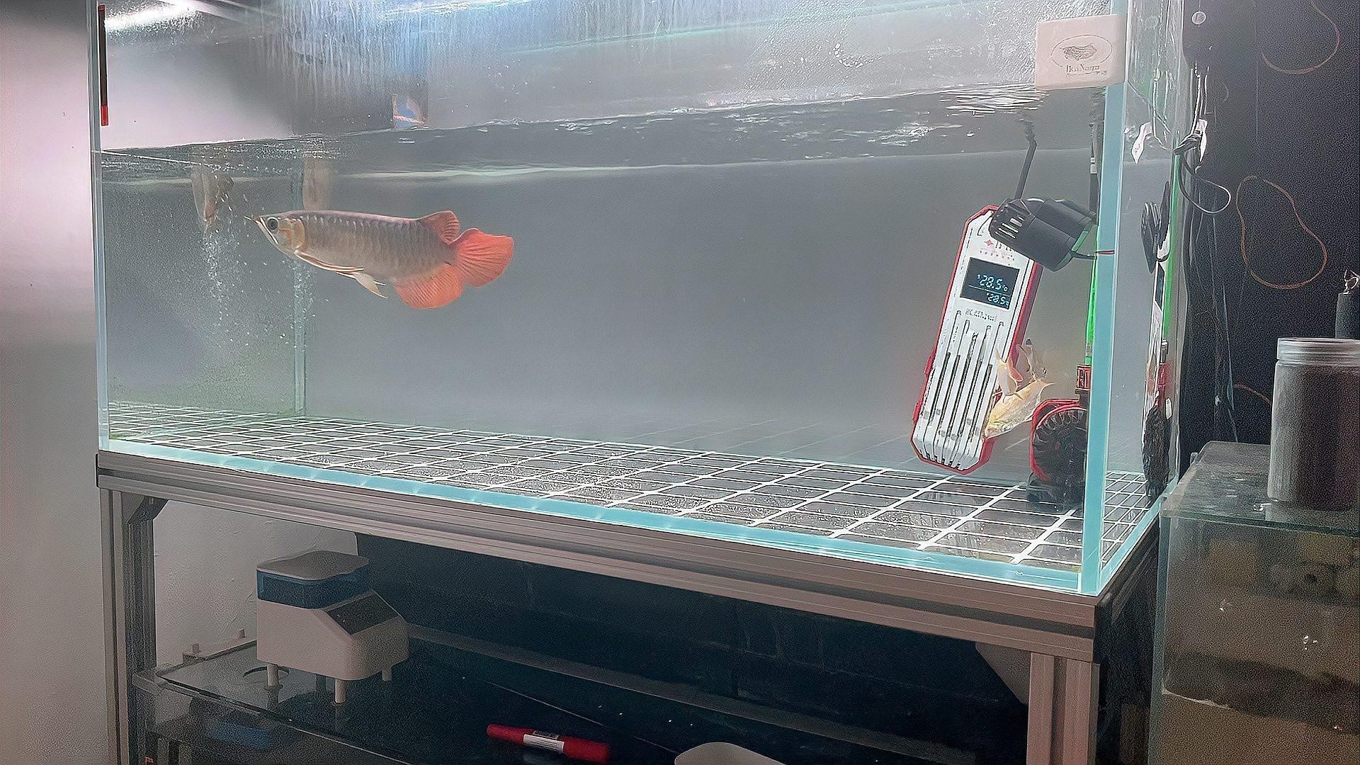 如何安全地給紅龍魚喂食？，印尼紅龍魚如何喂食游鰭愛養魚分享日常喂食技巧