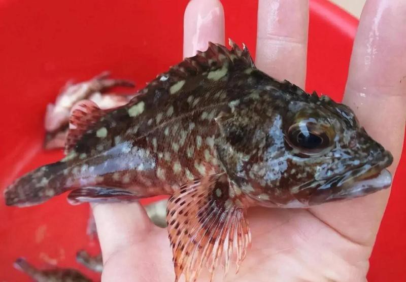 石九公魚為何要盡量少吃，石九公魚的營養價值有哪些