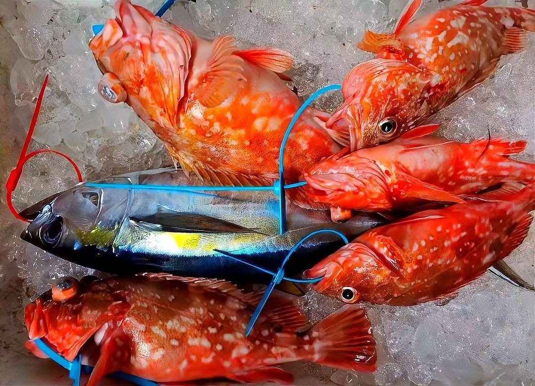 石九公魚為何要盡量少吃，石九公魚的營養價值有哪些