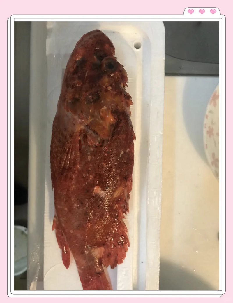 石九公魚為何要盡量少吃，石九公魚的營養(yǎng)價值有哪些