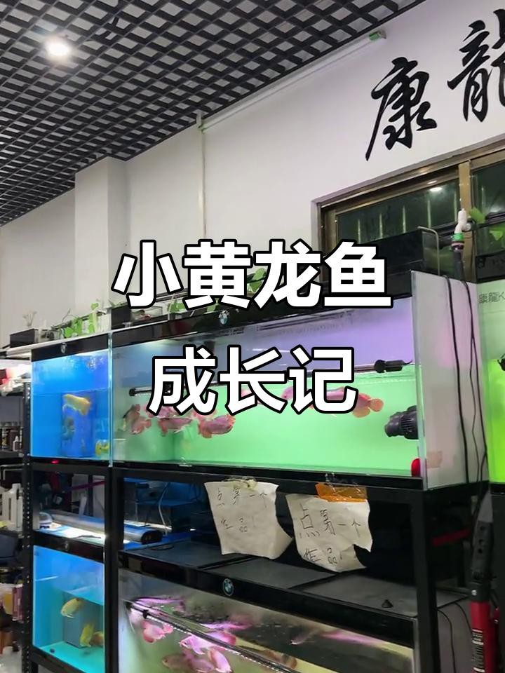 印尼紅龍魚需要多大的魚缸，印尼紅龍魚怎么養