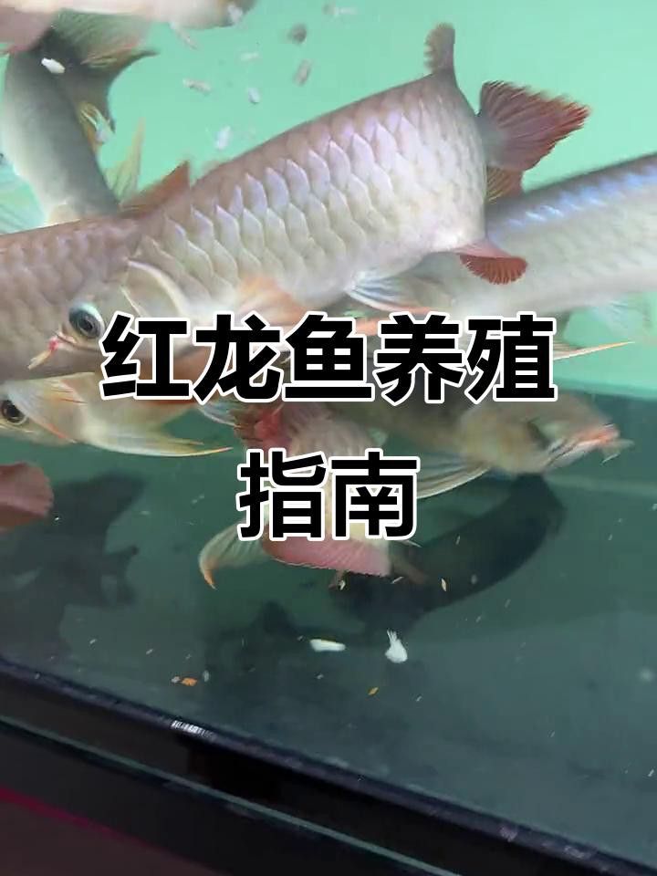 印尼紅龍魚需要多大的魚缸，印尼紅龍魚怎么養