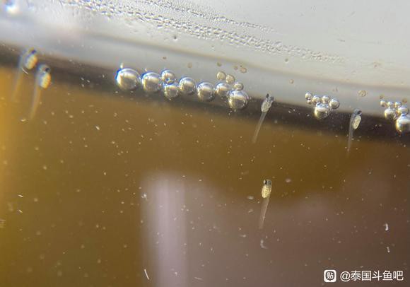 奇臺水族店，奇臺縣主要水族店的綜合信息