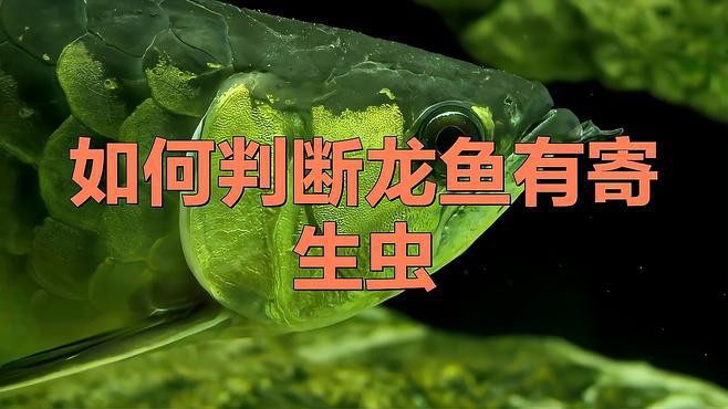 如何判斷龍魚是否感染寄生蟲？，判斷龍魚是否感染寄生蟲是保障其健康養(yǎng)殖的關(guān)鍵