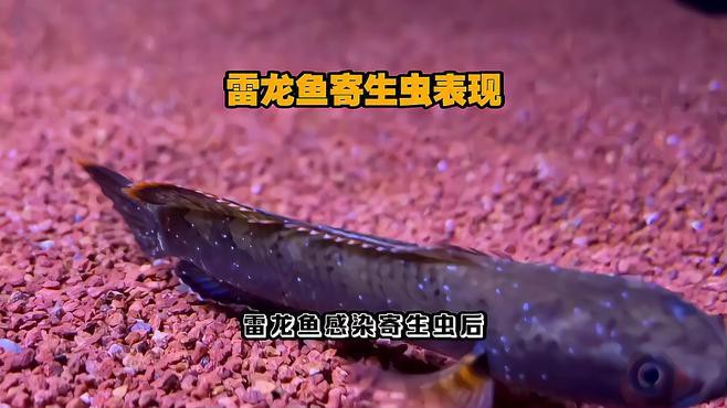 如何判斷龍魚是否感染寄生蟲？，判斷龍魚是否感染寄生蟲是保障其健康養(yǎng)殖的關(guān)鍵
