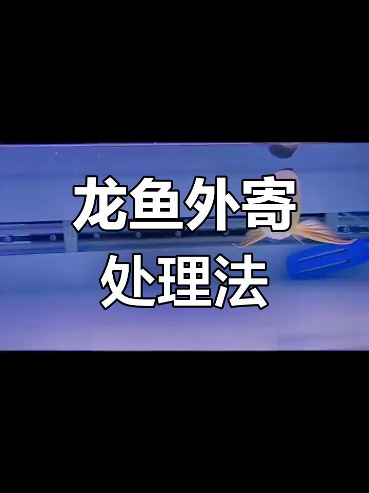 如何判斷龍魚是否感染寄生蟲？，判斷龍魚是否感染寄生蟲是保障其健康養(yǎng)殖的關(guān)鍵