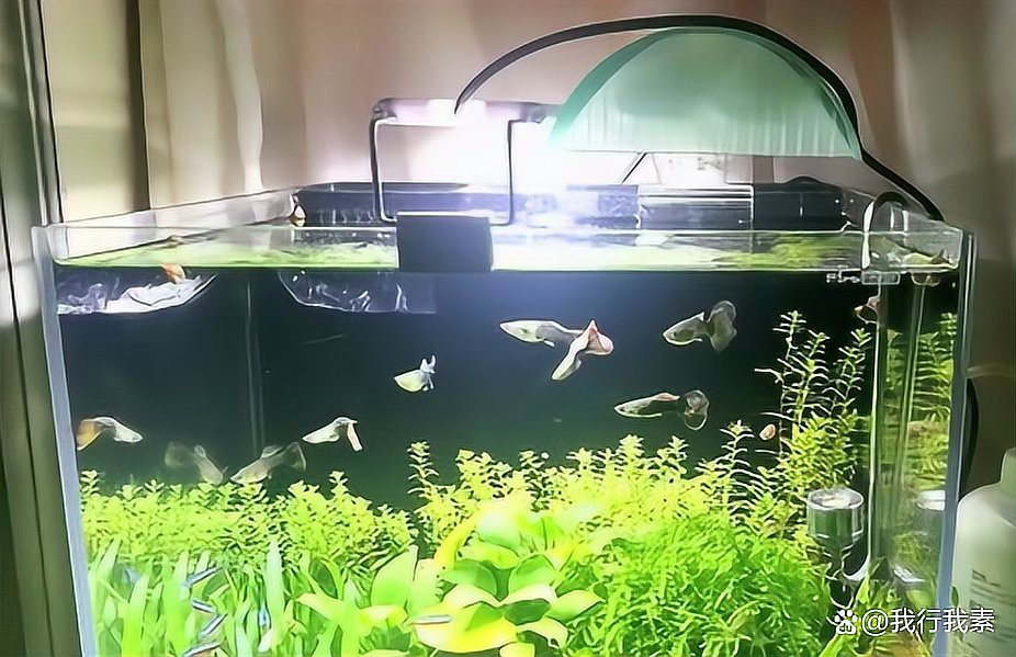 養龍魚的最佳光照時間是多少？，《養龍魚的最佳光照時間是多少》養龍魚的最佳光照時間是多少 養龍魚的最佳光照時間是多少？，《養龍魚的最佳光照時間是多少》養龍魚的最佳光照時間是多少 龍魚論壇 第11張