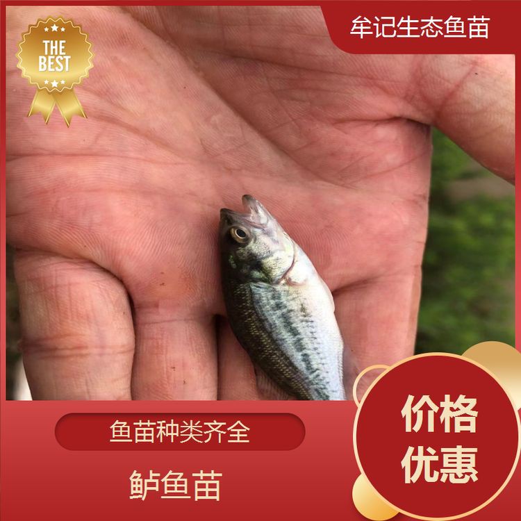 滁州魚缸批發(fā)市場(chǎng)，滁州新花鳥魚蟲市場(chǎng)為何備受期待,品質(zhì)升級(jí)情懷依舊 滁州魚缸批發(fā)市場(chǎng)，滁州新花鳥魚蟲市場(chǎng)為何備受期待,品質(zhì)升級(jí)情懷依舊 全國水族館企業(yè)名錄 第1張
