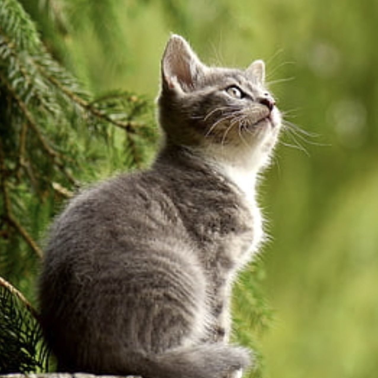 滁州魚缸批發(fā)市場(chǎng)，滁州新花鳥魚蟲市場(chǎng)為何備受期待,品質(zhì)升級(jí)情懷依舊 滁州魚缸批發(fā)市場(chǎng)，滁州新花鳥魚蟲市場(chǎng)為何備受期待,品質(zhì)升級(jí)情懷依舊 全國水族館企業(yè)名錄 第9張