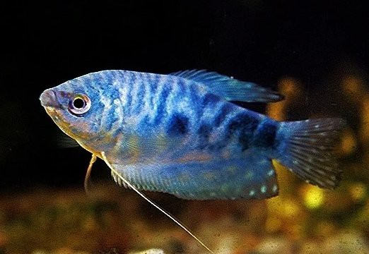 如何判斷藍曼龍魚是否健康?,判斷藍曼龍魚是否健康可從多方面著手,藍曼龍魚怎么養 龍魚論壇 第1張 如何判斷藍曼龍魚是否健康?,判斷藍曼龍魚是否健康可從多方面著手,藍曼龍魚怎么養 如何判斷藍曼龍魚是否健康?,判斷藍曼龍魚是否健康可從多方面著手,藍曼龍魚怎么養 龍魚論壇 第1張