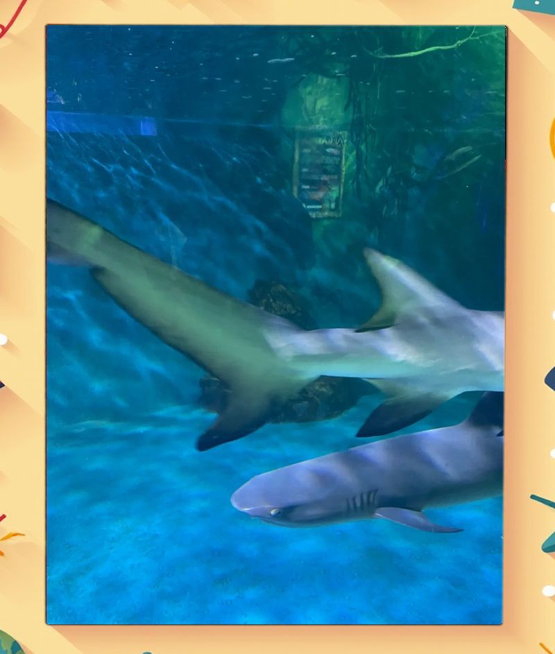 銀川水族店，銀川市興慶區多多魚兒水族館