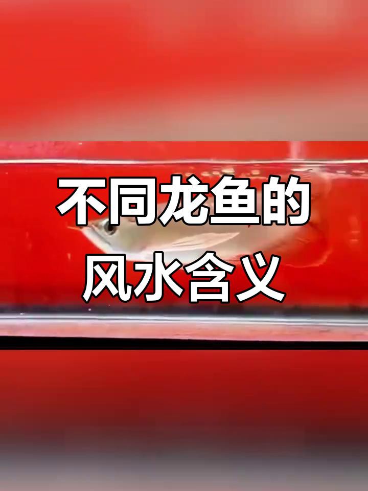 不同品種的龍魚有哪些風(fēng)水作用？，金龍、紅、銀龍魚的風(fēng)水寓意:龍魚養(yǎng)什么魚招財轉(zhuǎn)運 不同品種的龍魚有哪些風(fēng)水作用？，金龍、紅、銀龍魚的風(fēng)水寓意:龍魚養(yǎng)什么魚招財轉(zhuǎn)運 龍魚百科 第2張