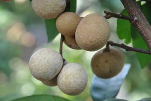 如何判斷龍眼是否感染白霧病？，中國(guó)熱帶農(nóng)業(yè)龍眼白霉病關(guān)注森林 如何判斷龍眼是否感染白霧病？，中國(guó)熱帶農(nóng)業(yè)龍眼白霉病關(guān)注森林 龍魚論壇 第1張