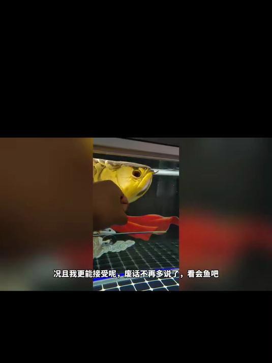 如何判斷龍魚是否掉眼，《如何判斷龍魚是否掉眼》