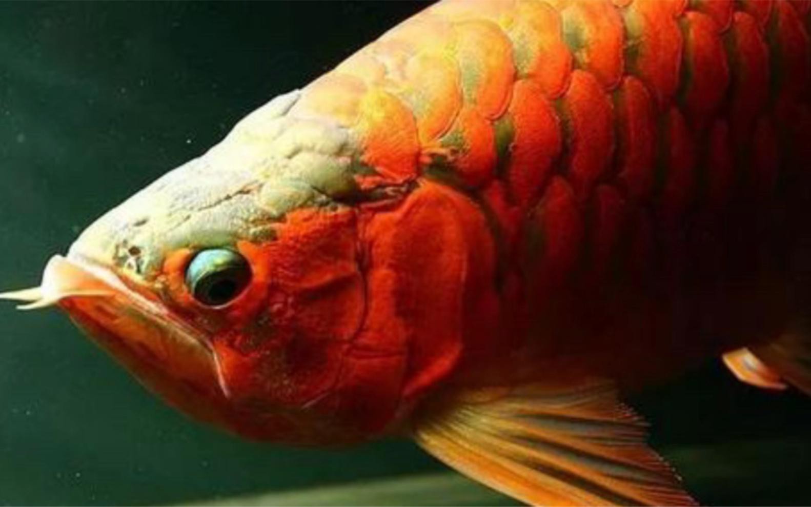 如何判斷龍魚是否掉眼，《如何判斷龍魚是否掉眼》