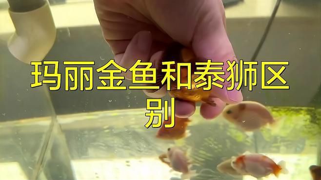 瑪麗金魚和泰獅區別，瑪麗金魚與泰獅的區別