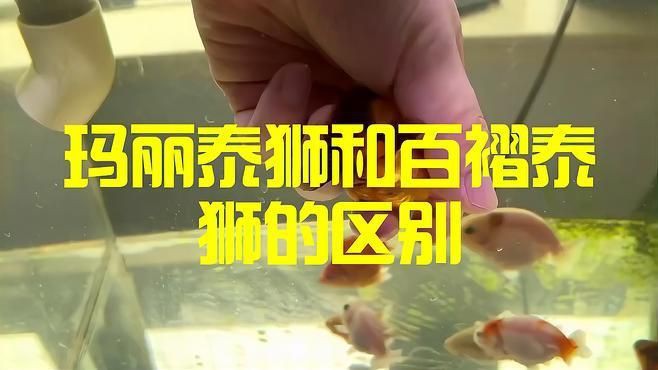 瑪麗金魚(yú)和泰獅區(qū)別，瑪麗金魚(yú)與泰獅的區(qū)別