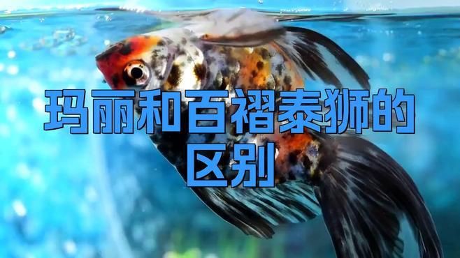 瑪麗金魚和泰獅區別，瑪麗金魚與泰獅的區別