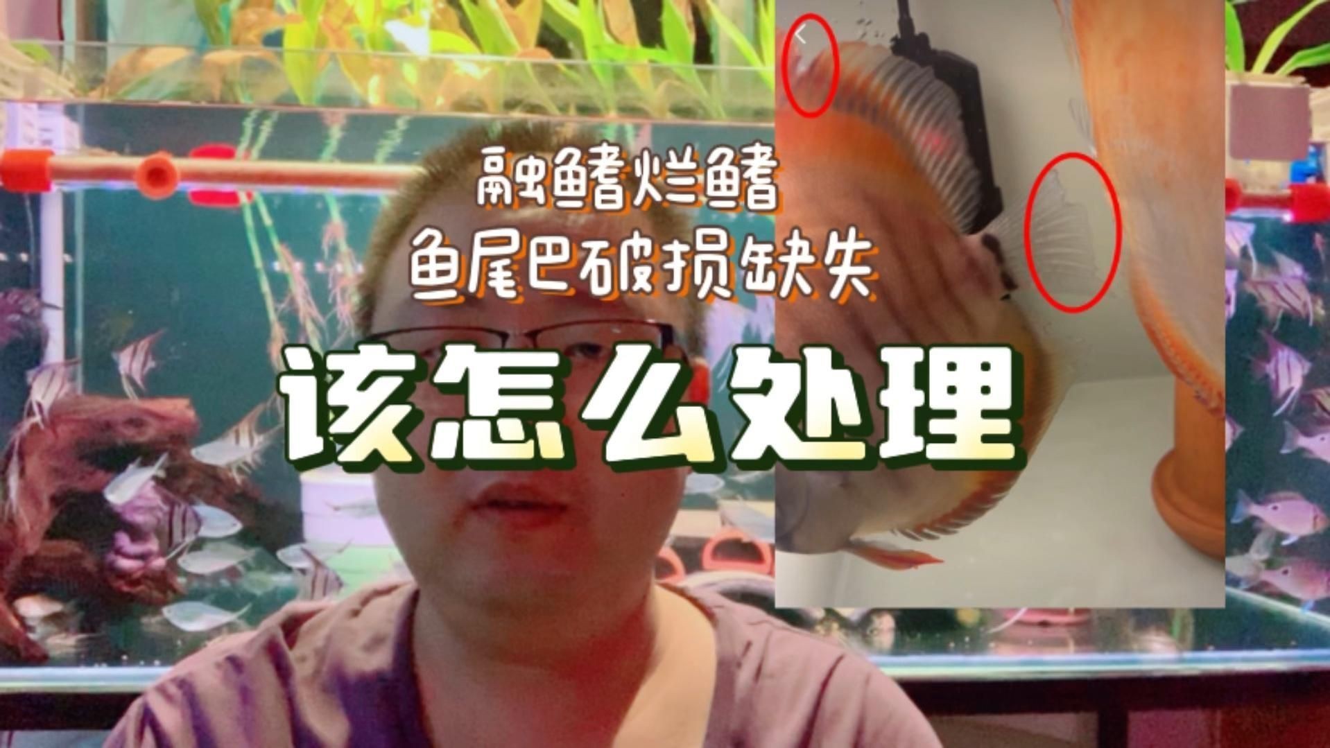 如何判斷魚鰭爛尾的嚴重程度？，孔雀魚爛尾和燒尾的表現以及治療方法嗶哩嗶哩嗶哩