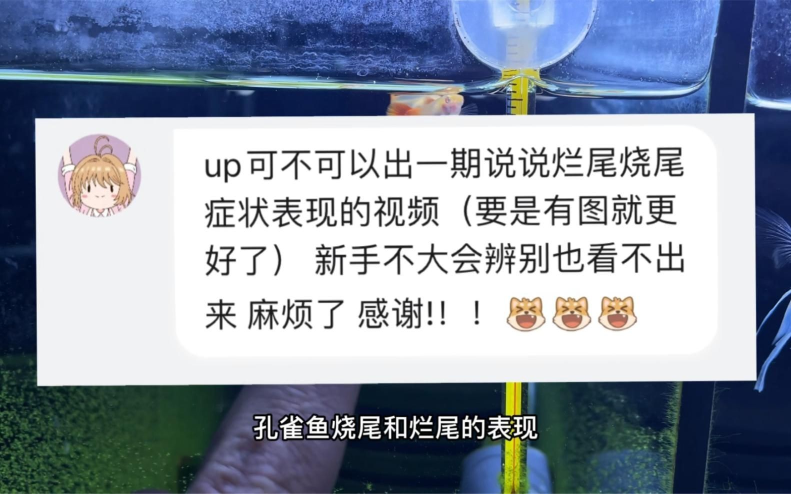 如何判斷魚鰭爛尾的嚴重程度？，孔雀魚爛尾和燒尾的表現以及治療方法嗶哩嗶哩嗶哩