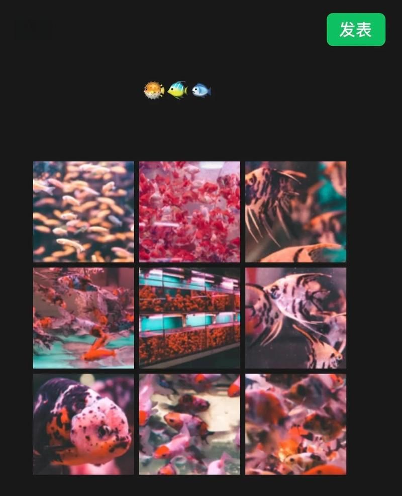 福州水族批發(fā)市場，年貨首選的批發(fā)天堂,無牽無掛的思瑤更超然 福州水族批發(fā)市場，年貨首選的批發(fā)天堂,無牽無掛的思瑤更超然 全國水族館企業(yè)名錄 第7張