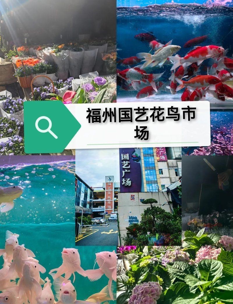 福州水族批發(fā)市場，年貨首選的批發(fā)天堂,無牽無掛的思瑤更超然 福州水族批發(fā)市場，年貨首選的批發(fā)天堂,無牽無掛的思瑤更超然 全國水族館企業(yè)名錄 第9張