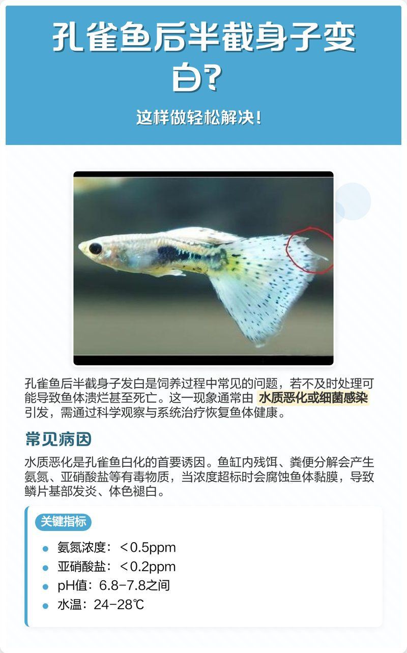 孔雀魚后半截身體發(fā)黑，孔雀魚后半截身體發(fā)黑怎么辦